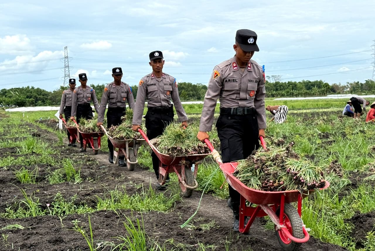 “Live In”: Siswa Diktukba SPN Polda Jatim Bantu Petani Bawang Merah di Nganjuk